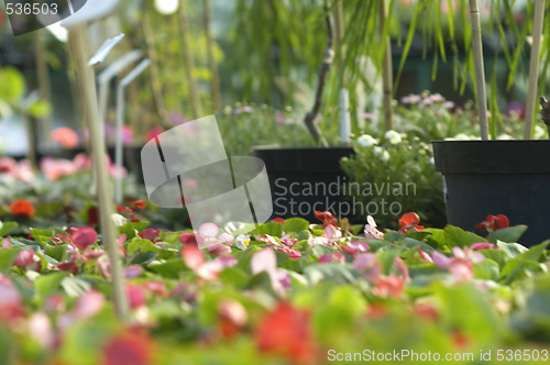 Image of flowers for sale