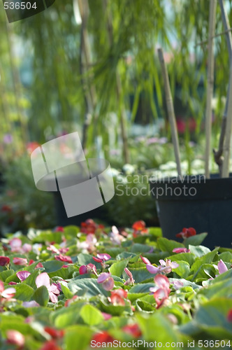 Image of flowers for sale