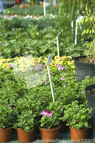 Image of flowers for sale
