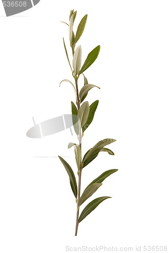 Image of olive branch