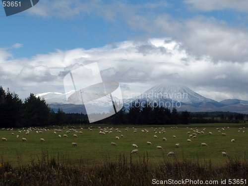 Image of Grazing Sheep