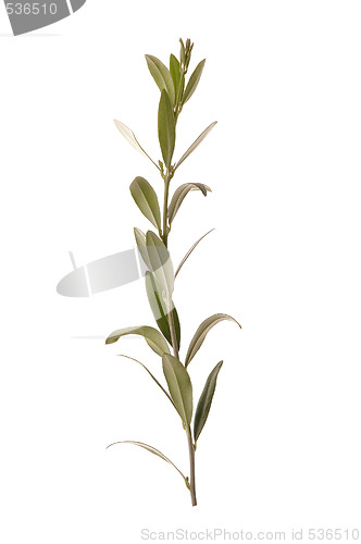 Image of olive branch