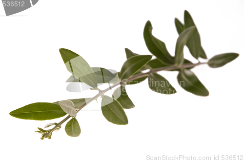 Image of olive branch