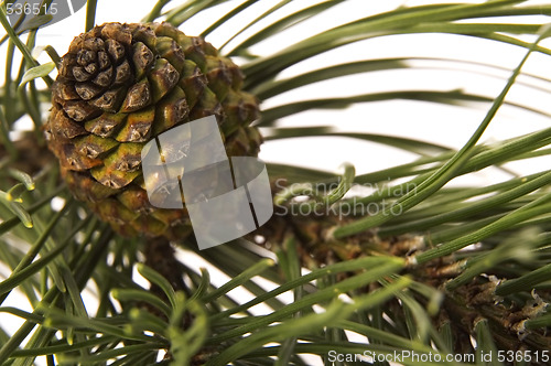 Image of evergreen branch with cone