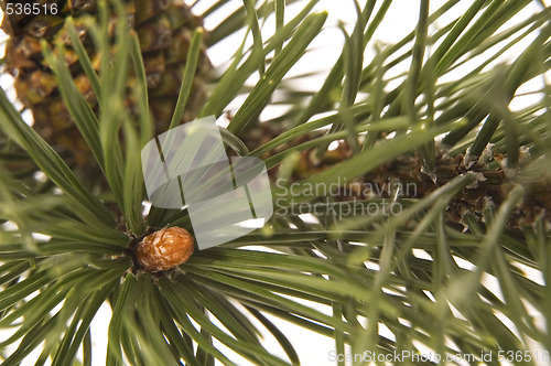 Image of evergreen branch with cone