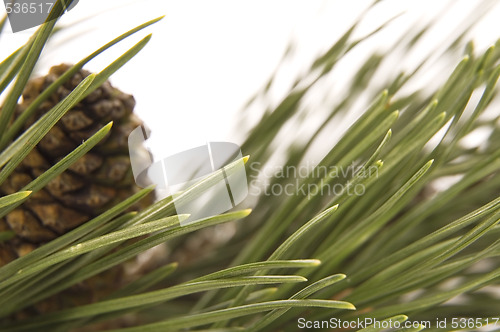 Image of evergreen branch with cone