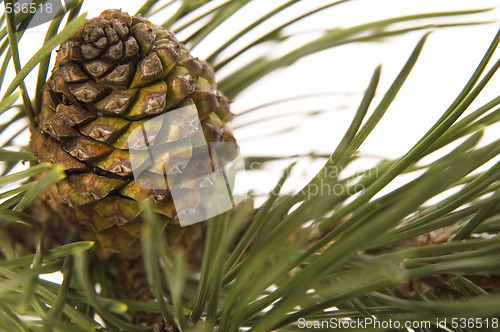 Image of evergreen branch with cone