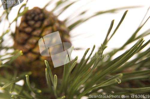 Image of evergreen branch with cone