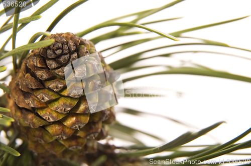 Image of evergreen branch with cone