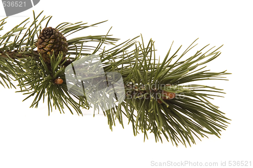 Image of evergreen branch