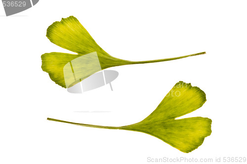 Image of ginkgo biloba. one leaf - two sides