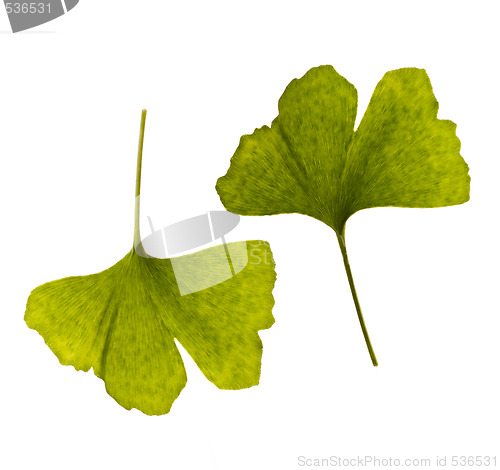 Image of ginkgo biloba. one leaf - two sides