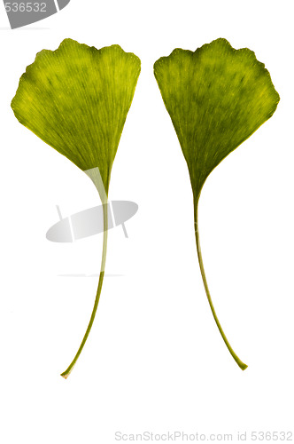 Image of ginkgo biloba. one leaf - two sides