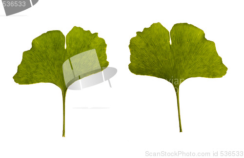 Image of ginkgo biloba. one leaf - two sides