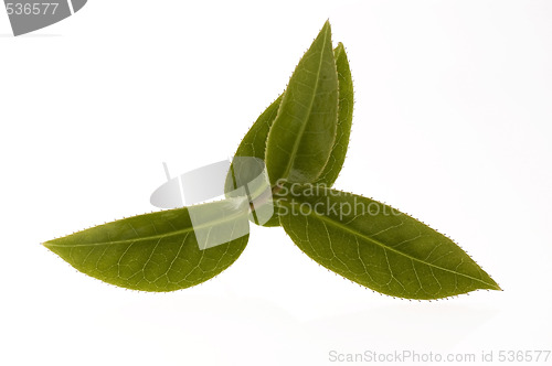 Image of fresh tea leaves