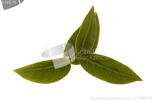 Image of fresh tea leaves