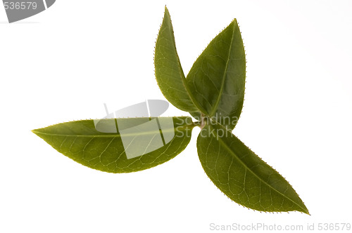 Image of fresh tea leaves