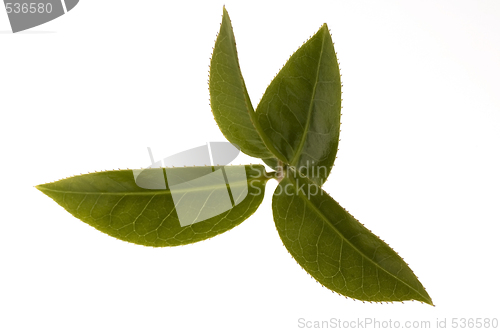 Image of fresh tea leaves