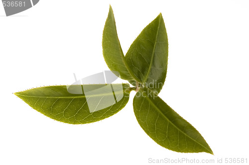 Image of fresh tea leaves