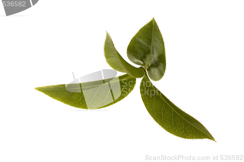 Image of fresh tea leaves