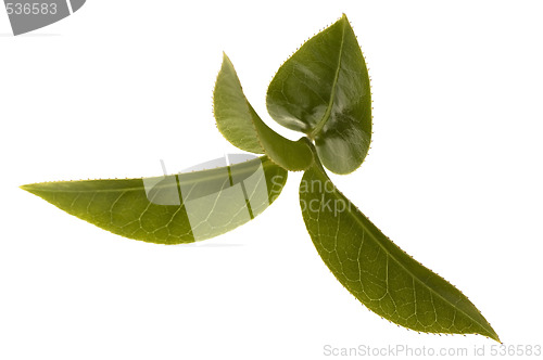 Image of fresh tea leaves