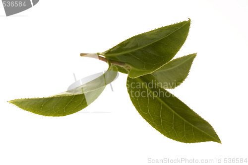 Image of fresh tea leaves