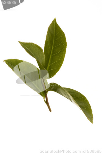 Image of fresh tea leaves