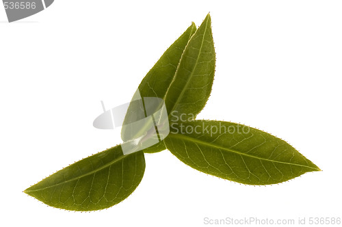 Image of fresh tea leaves