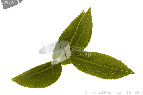 Image of fresh tea leaves