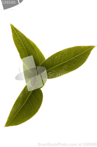 Image of fresh tea leaves