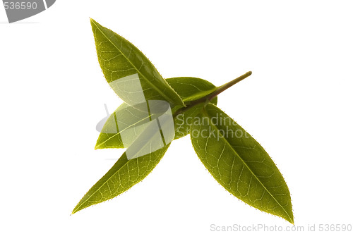 Image of fresh tea leaves