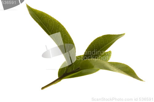 Image of fresh tea leaves