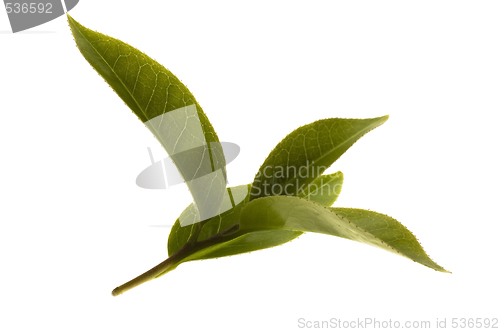 Image of fresh tea leaves