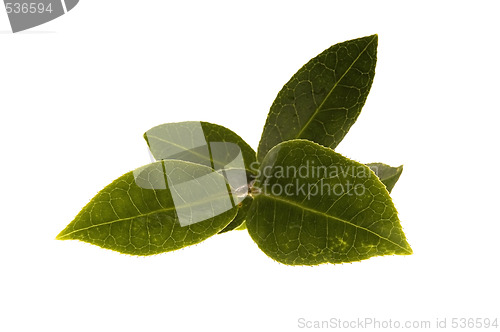 Image of fresh tea leaves