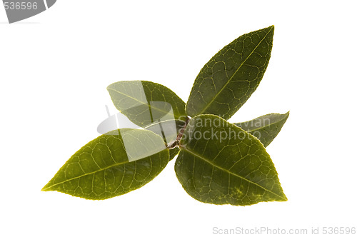 Image of fresh tea leaf