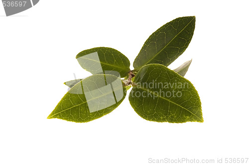 Image of fresh tea leaves