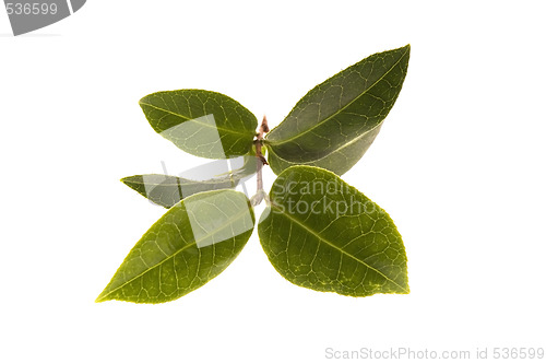 Image of fresh tea leaves