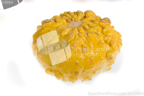 Image of Ornamental Squash 2