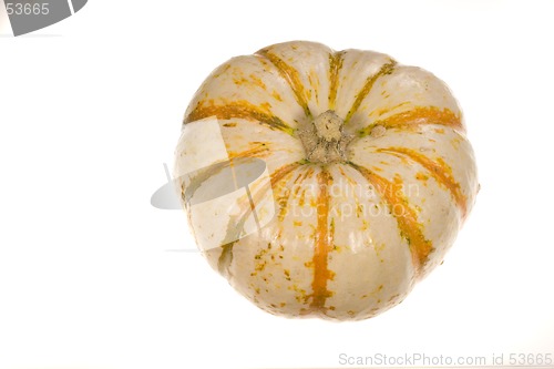 Image of Ornamental Squash 3