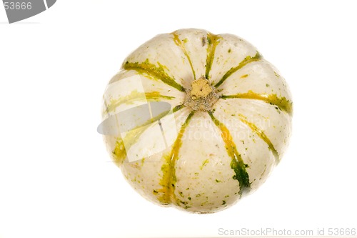 Image of Ornamental Squash 4