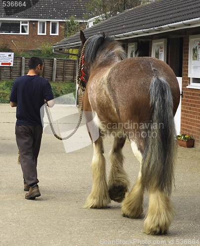 Image of stable lad with a shirehorse