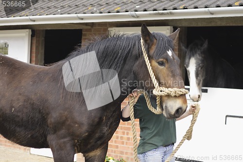 Image of horse outside stables