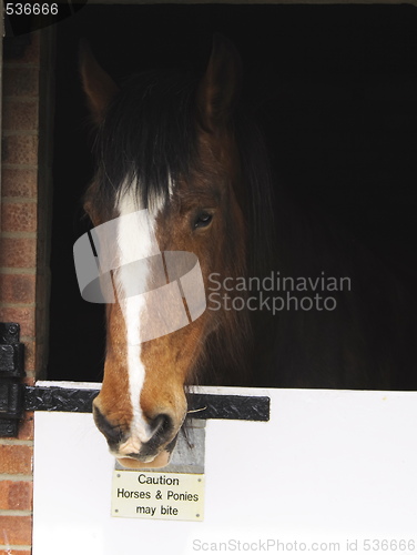Image of horse inside stables