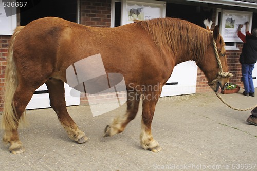 Image of horse outside stables