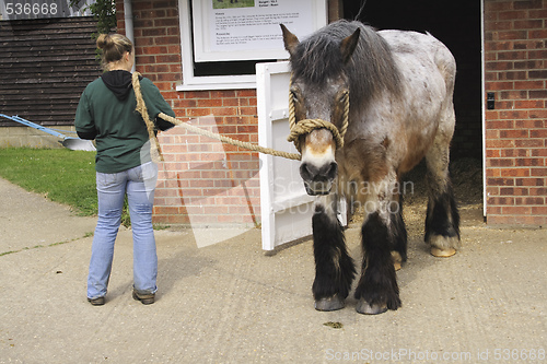 Image of horse outside stables