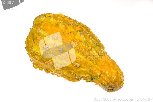 Image of Ornamental Squash 4