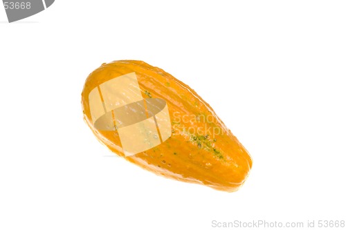 Image of Ornamental Squash 8