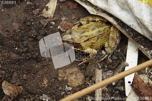 Image of toad lurking in the rubbish