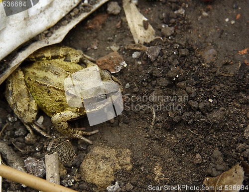 Image of toad lurking in the rubbish