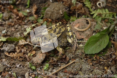 Image of toad lurking in the undergrowth